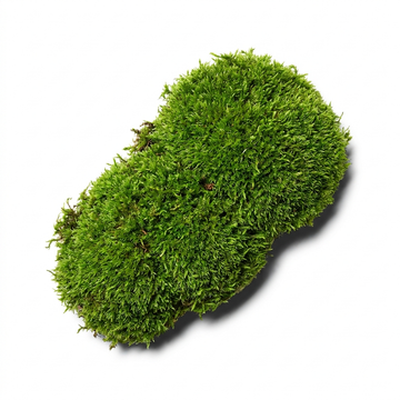Moss