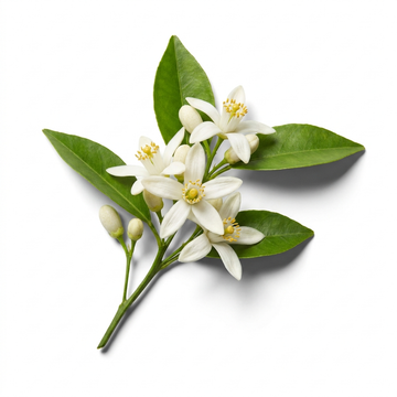 Neroli
