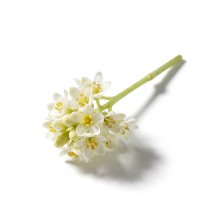 Olive Blossom