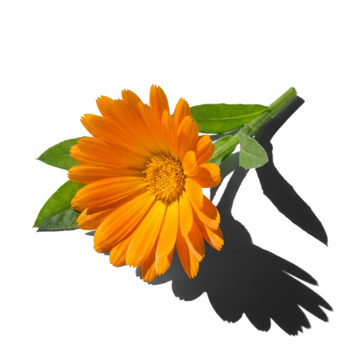 Orange Flower Absolute