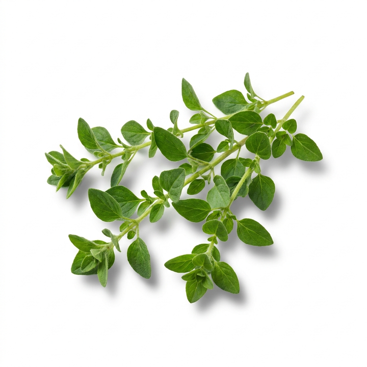 Oregano