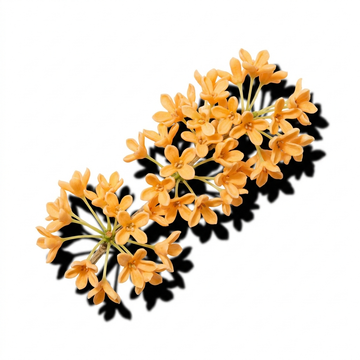 Osmanthus