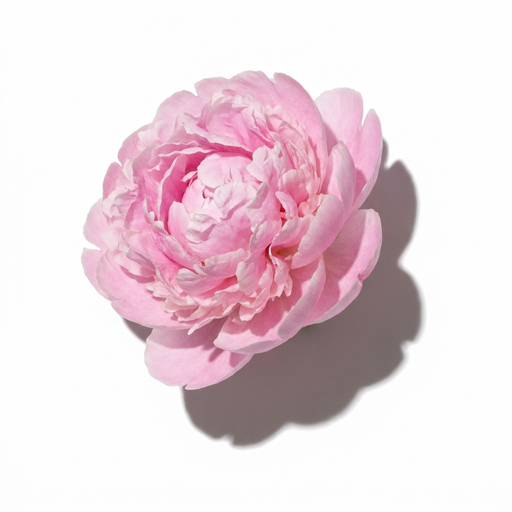 Peony