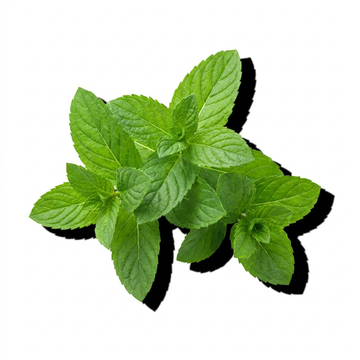 Peppermint
