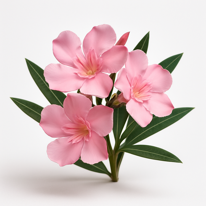 Pink Nerium Oleander