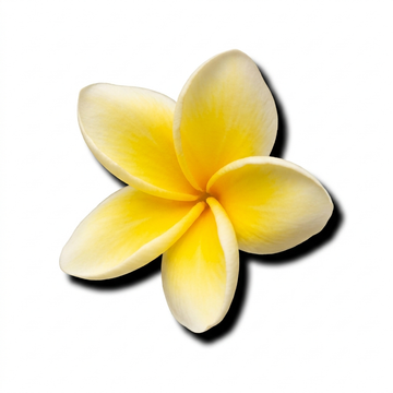 Plumeria