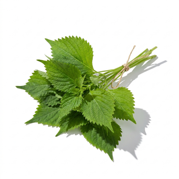 Shiso
