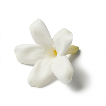 Stephanotis