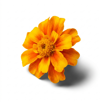 Tagetes