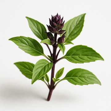 Thai Basil
