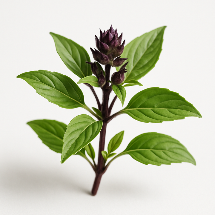 Thai Basil