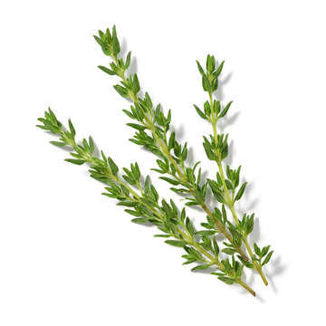 Thyme