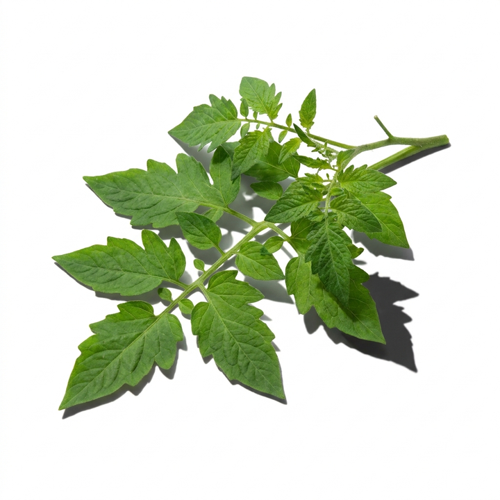 Tomato Leaf