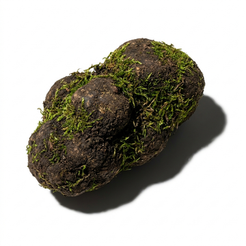 Truffle