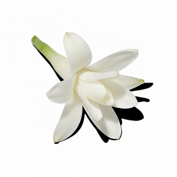 Tuberose Absolute