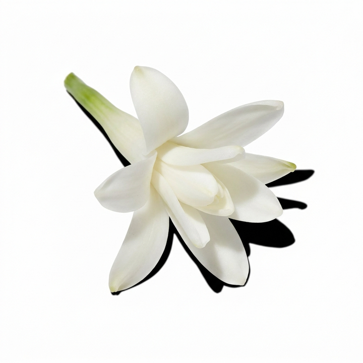 Tuberose Absolute