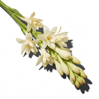 Tuberose