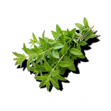 Verbena