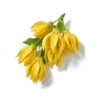Ylang-Ylang