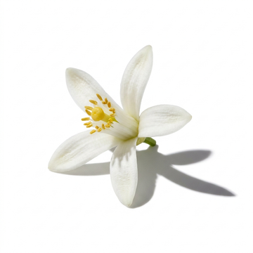 Yuzu Blossom